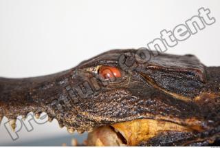 Crocodile body photo reference 0123